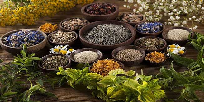 بهترین-داروهای-گیاهی-درمان-آنفولانزا-در-طب-سنتی